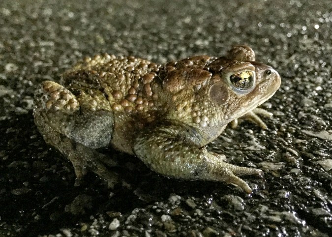 Just hanging out in the parking lot while some males were tuning up in the pond.