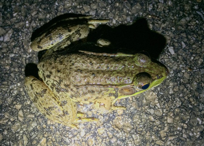 Dorsal view showing the Green Frog's distinct dorsal folds.