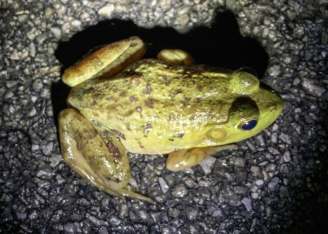 This dorsal view is in contrast to the Green frog's, note the lack of dorsal folds.