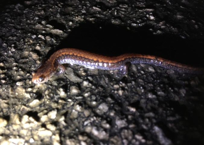 This little one was making it's way along the Brecksville Station FW site.