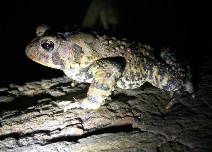 I was surprised to see this one crawling on top of a log as I headed down to the FW site.