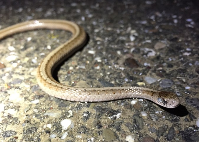 I'm sure this little one found plenty of good worms to eat as the trails were very wet from the days rain.