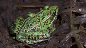 Leopard frog