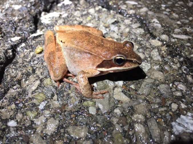 Wood frog