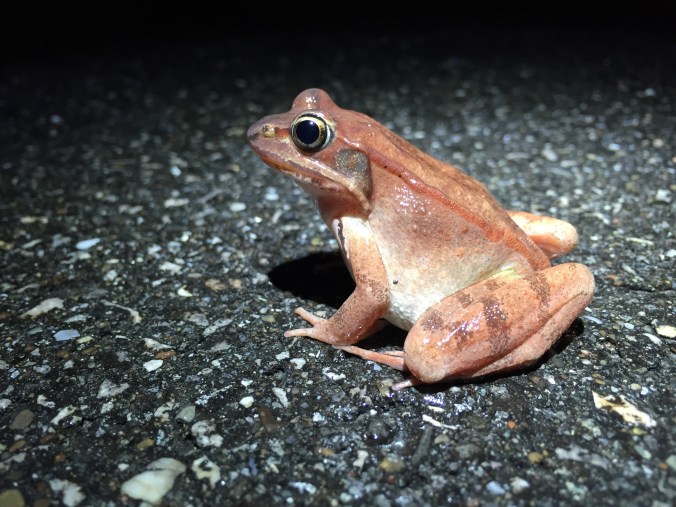 Wood frog