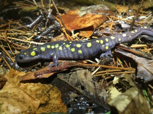 Spotted Salamander