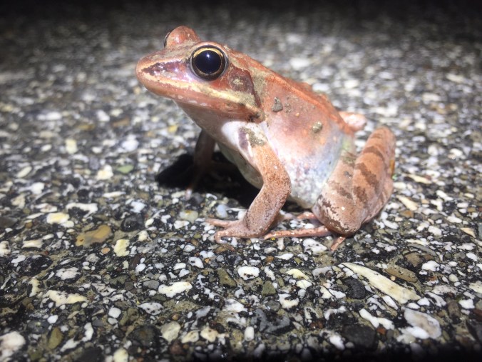 Wood frog