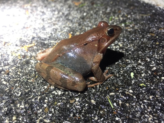 Wood frog