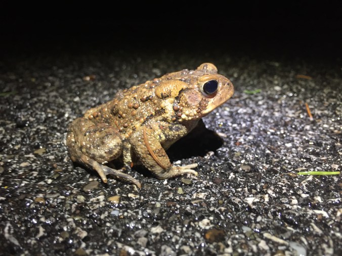 American Toad
