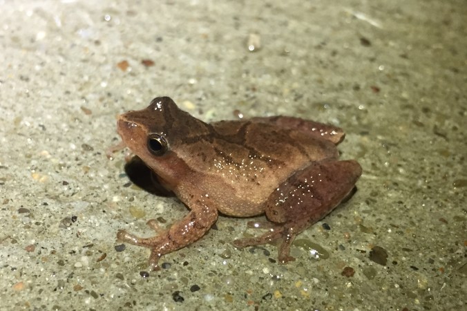 Spring Peeper