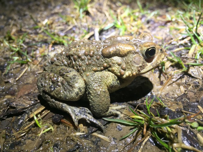 American toad