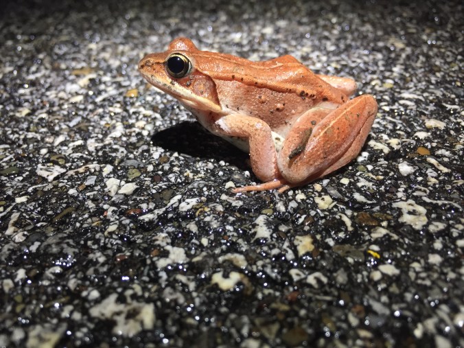 Wood frog